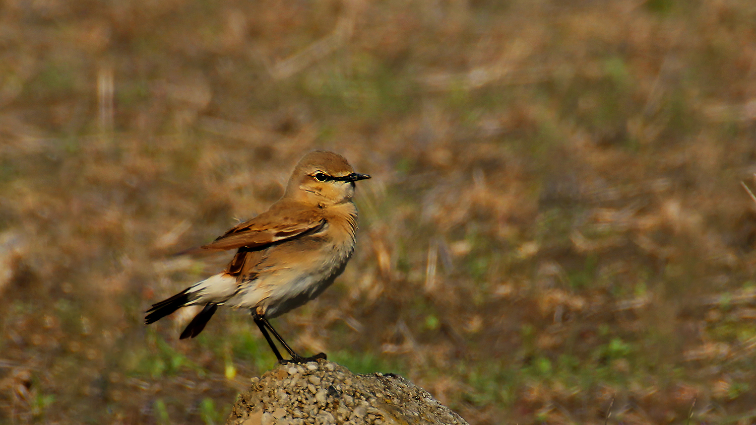 Isabelline Wheatear